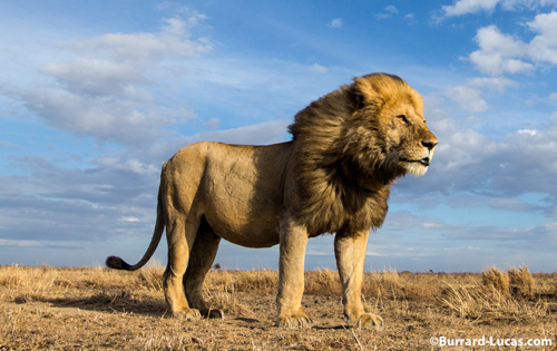 Lion (Panthera leo): ©Burrard-Lucas.com